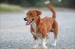 Adorable Brown Dog Smiles Stock Photo