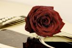 Rose And Music Stock Photo