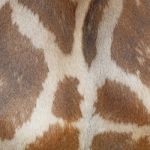 Giraffe Skin Stock Photo