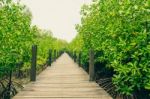 Wooden Trail Walkway Stock Photo