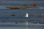 Egret At Dungeness Stock Photo