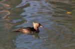 Hooded Merganser (lophodytes Cucullatus).cr2 Stock Photo