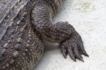 Leg Of The Crocodile Stock Photo