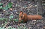 Eurasian Red Squirrel (sciurus Vulgaris) Stock Photo