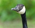 Picture With An Emotional Canada Goose Screaming Stock Photo