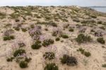 Sand Dune Vegetation Stock Photo