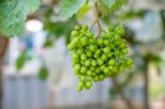 Young Green Grapes Stock Photo