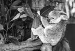 Koala In A Eucalyptus Tree. Black And White Stock Photo