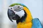 Blue And Yellow Macaw Stock Photo