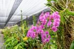 Pink Orchids In The Farm Stock Photo