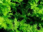 Freshness Green Of Selaginella Involvens Fern Stock Photo