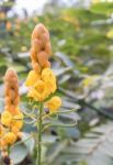 Christmas Candle,ringworm Bush Flower Stock Photo