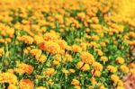 Marigolds In The Garden Stock Photo