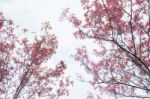 Flowers On White Background Stock Photo