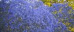 Colourful Blooming Jacaranda Tree Stock Photo