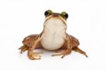 Green Frog Stock Photo