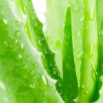 Aloe Vera On White Background Stock Photo