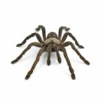 Tarantula Stock Photo