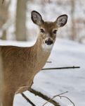 Beautiful Portrait Of A Wild Deer In The Snowy Forest Stock Photo