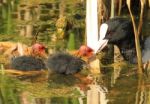 Coot Feeding Chicks Stock Photo