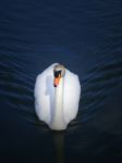 Mute Swan Stock Photo