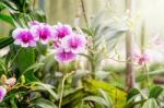 Pink And White Orchid In The Farm Stock Photo