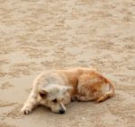 Dirty Dog Lie Down Waiting For Someone On Sand Beach Stock Photo