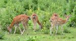 Sika Deer Herd Stock Photo