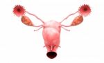 Female Reproductive System Stock Photo