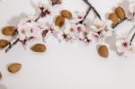 Almond Tree Branch And Almonds Stock Photo