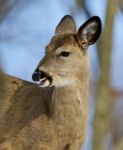 Beautiful Isolated Picture Of A Cute Wild Deer In The Forest Stock Photo