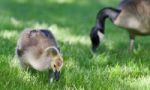 Photo Of A Cute Chick Of Canada Geese Eating Grass Stock Photo