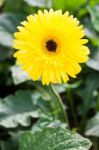 Yellow Gerbera Flower Stock Photo