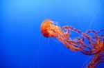 Orange Jellyfish Stock Photo