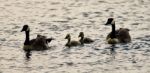 Postcard With A Family Of Canada Geese Swimming Stock Photo