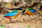 Blue-winged Pitta Stock Photo