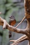 Fuengirola, Andalucia/spain - July 4 : White-rumped Shama (copsy Stock Photo