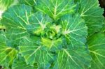 Green Lettuce Stock Photo