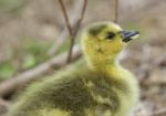 Beautiful Portrait Of A Cute Chick Stock Photo