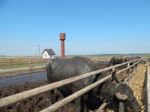 Buffalo Farm, Buffaloes Grazing In Open-air Cages  Stock Photo