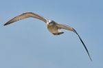 Common Gull In Flight Stock Photo