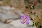 
Purple Wildflowers Born On Stream In The Forest Beautiful Detai Stock Photo