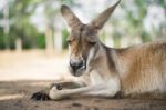 Kangaroo Outside During The Day Stock Photo