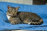 Cat Lying On Bed Stock Photo