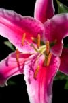 Pink Spotted Lily Flowering In Sussex Stock Photo