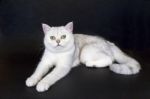 White Cat Lying On Isolated Black Background Stock Photo