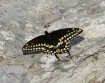 Beautiful Photo Of A Butterfly On The Rock Stock Photo