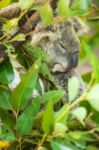 Koala By Itself In A Tree Stock Photo