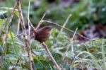 Wren (troglodytes Troglodytes) Perched On A Dead Stalk At Weir W Stock Photo