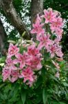 A Cluster Of Lilies (lilium) Stock Photo